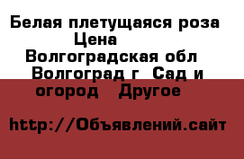 Белая плетущаяся роза › Цена ­ 300 - Волгоградская обл., Волгоград г. Сад и огород » Другое   